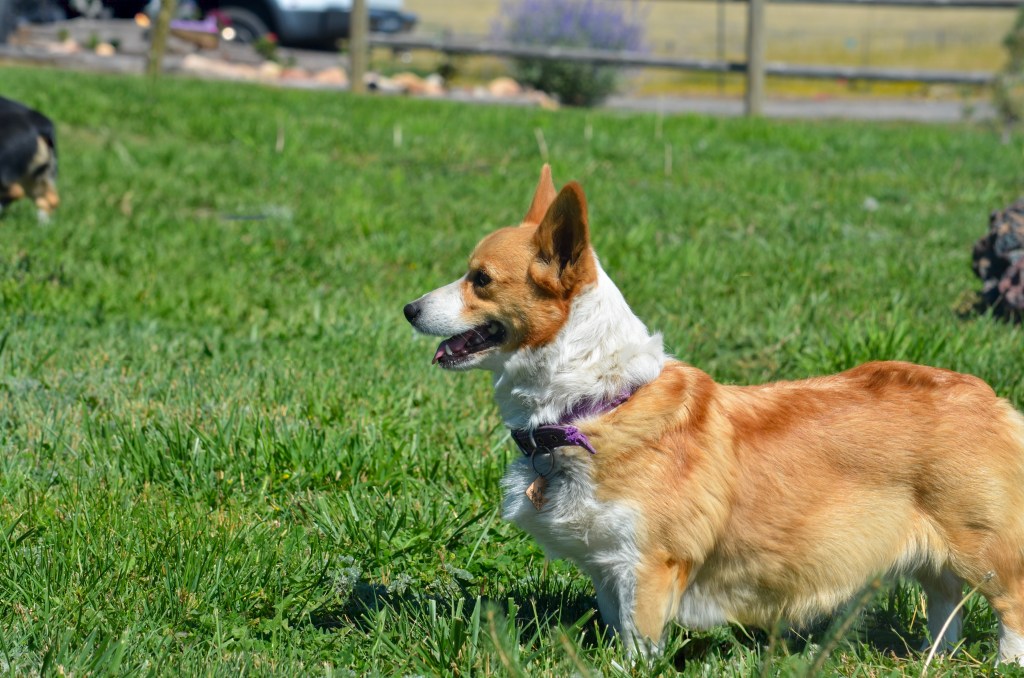 Fawn Pembroke Welsh Corgi