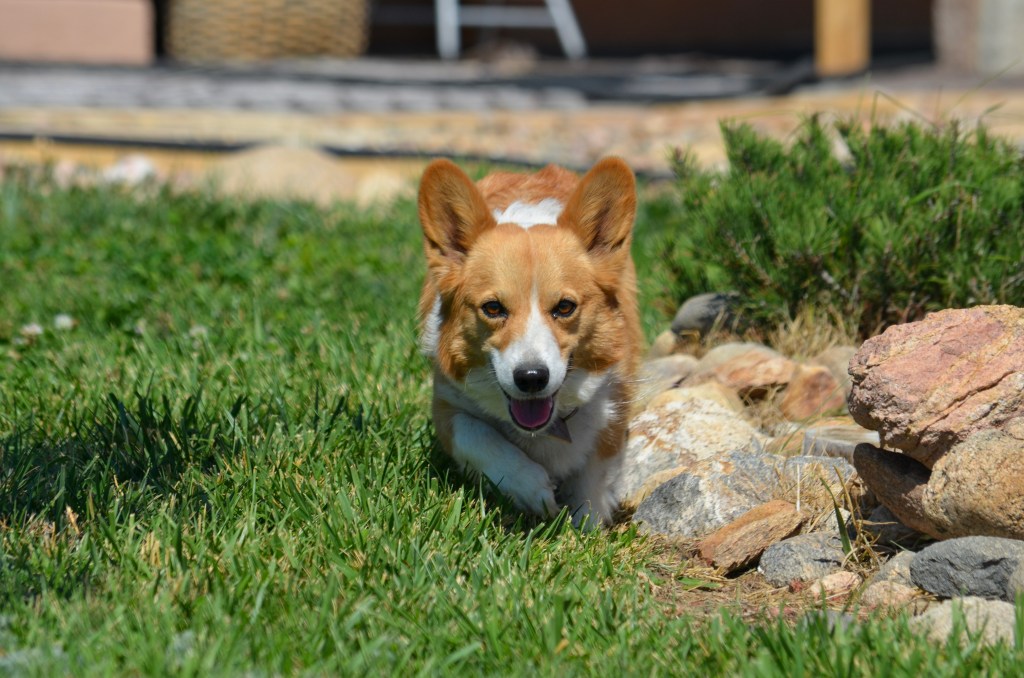 Fawn Pembroke Welsh Corgi