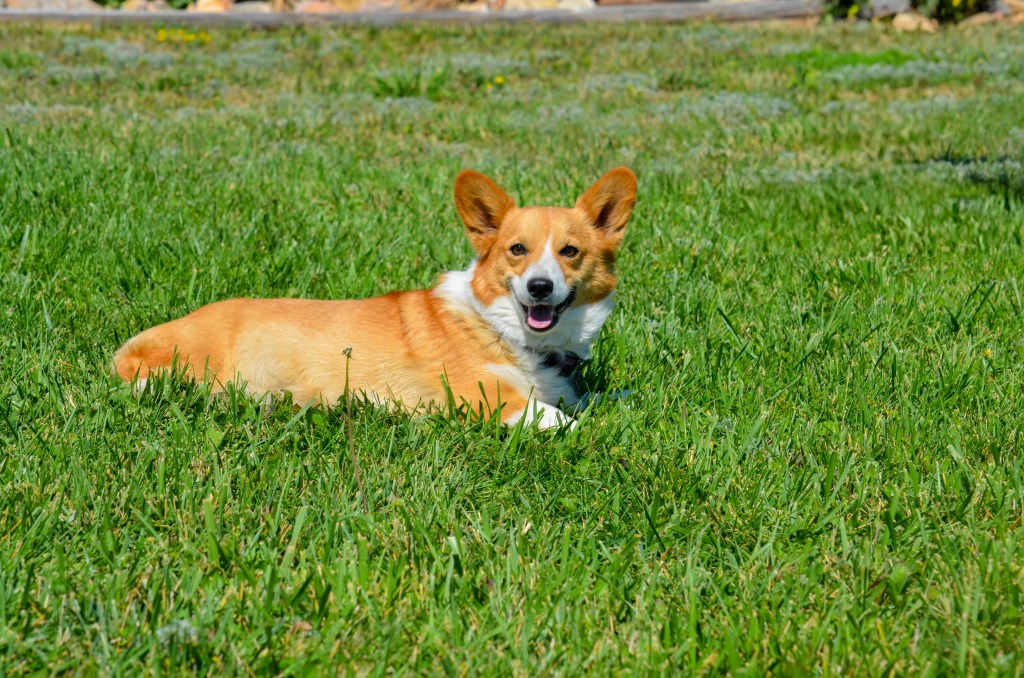 Fawn Pembroke Welsh Corgi