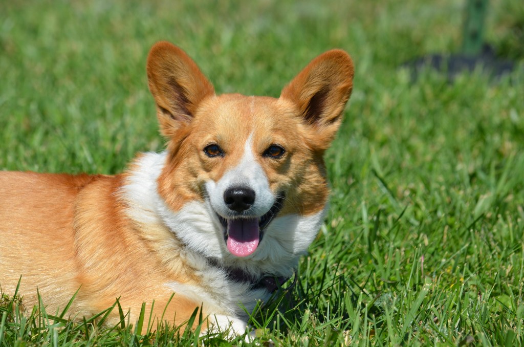 Fawn Pembroke Welsh Corgi