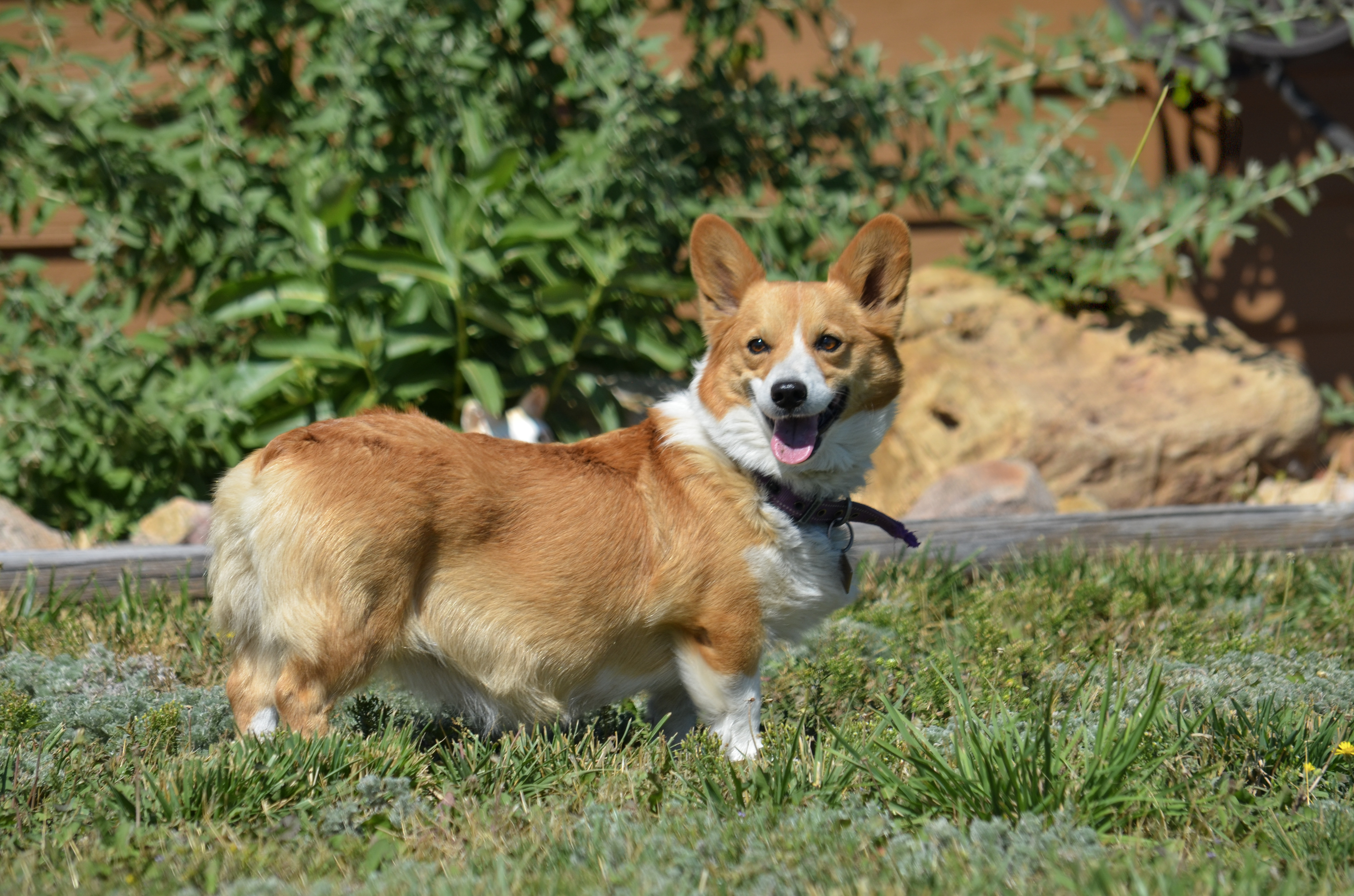 Fawn Pembroke Welsh Corgi