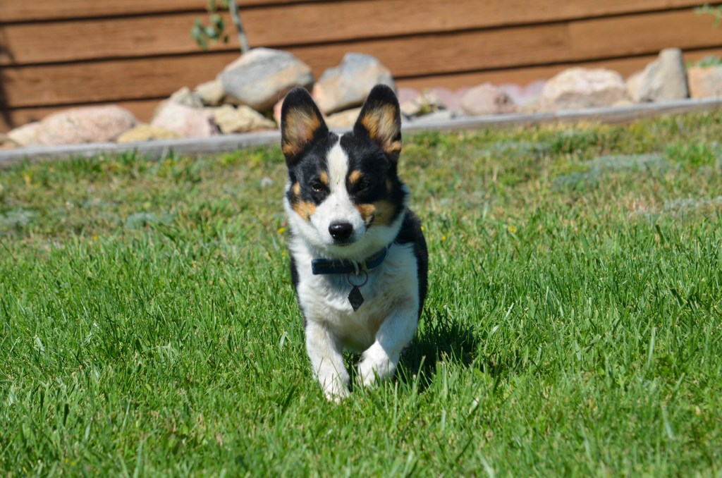 Black-headed tricolor Pembroke Welsh Corgi