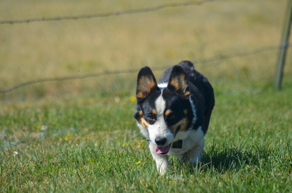 Black-headed tricolor Pembroke Welsh Corgi