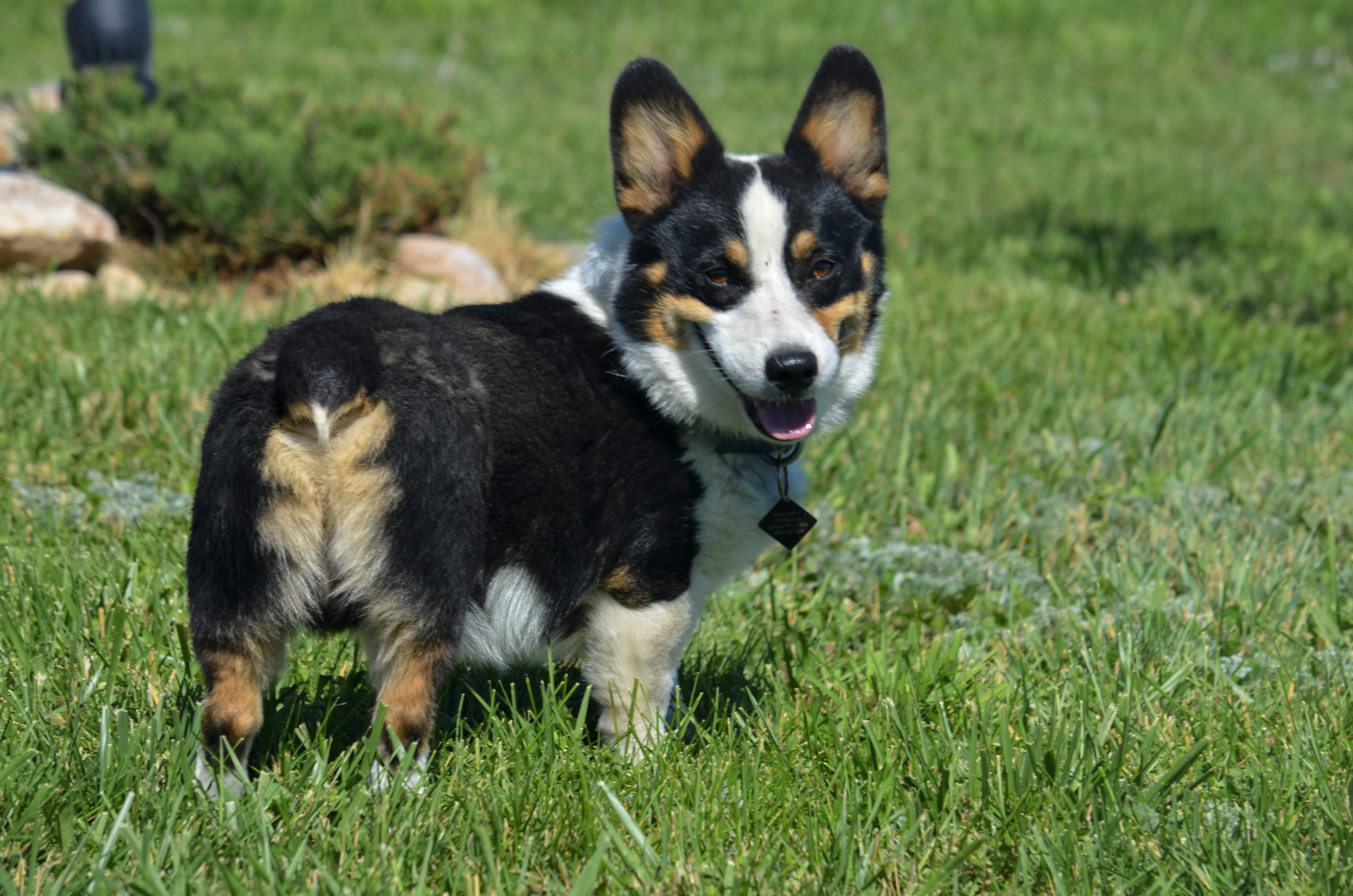 Black-headed tricolor Pembroke Welsh Corgi