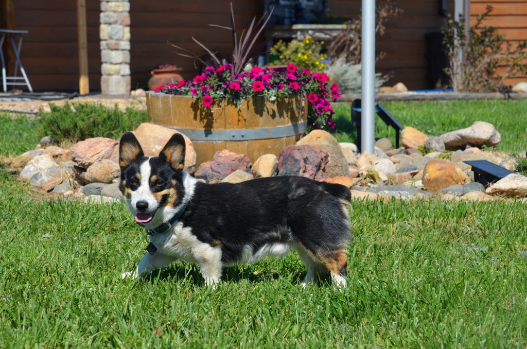 Black-headed tricolor Pembroke Welsh Corgi