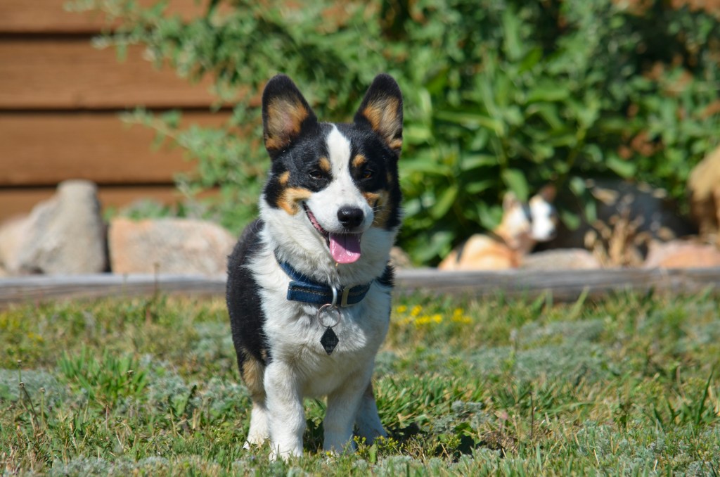 Black-headed tricolor Pembroke Welsh Corgi