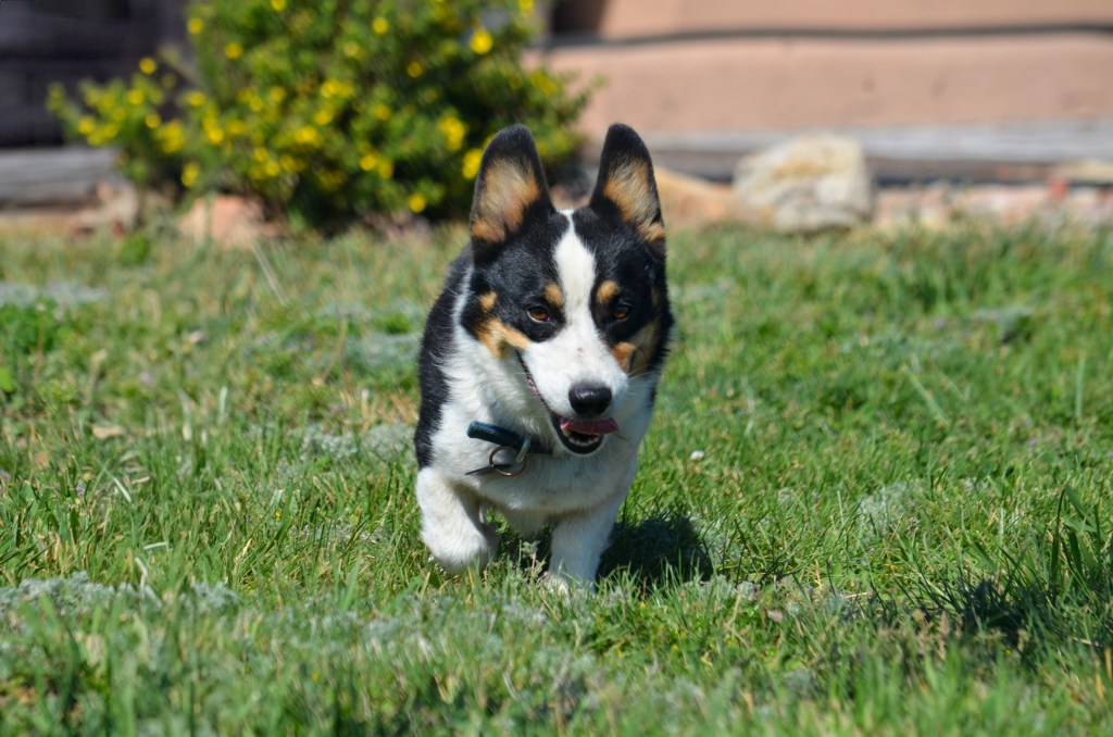 Black-headed tricolor Pembroke Welsh Corgi