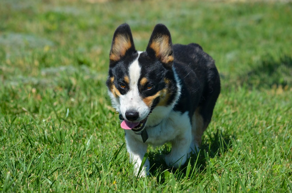 Black-headed tricolor Pembroke Welsh Corgi
