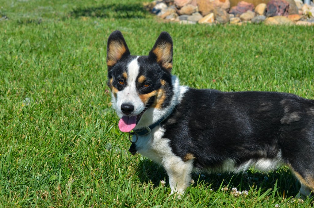 Black-headed tricolor Pembroke Welsh Corgi